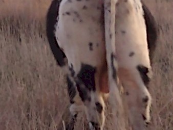 Speckle Park X Bull. 