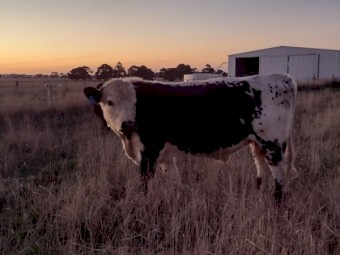 Speckle Park X Bull. 