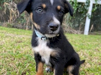 Purebred Kelpie Pups