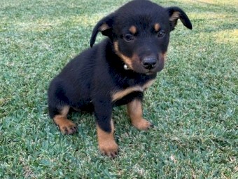 Purebred Kelpie Pups 
