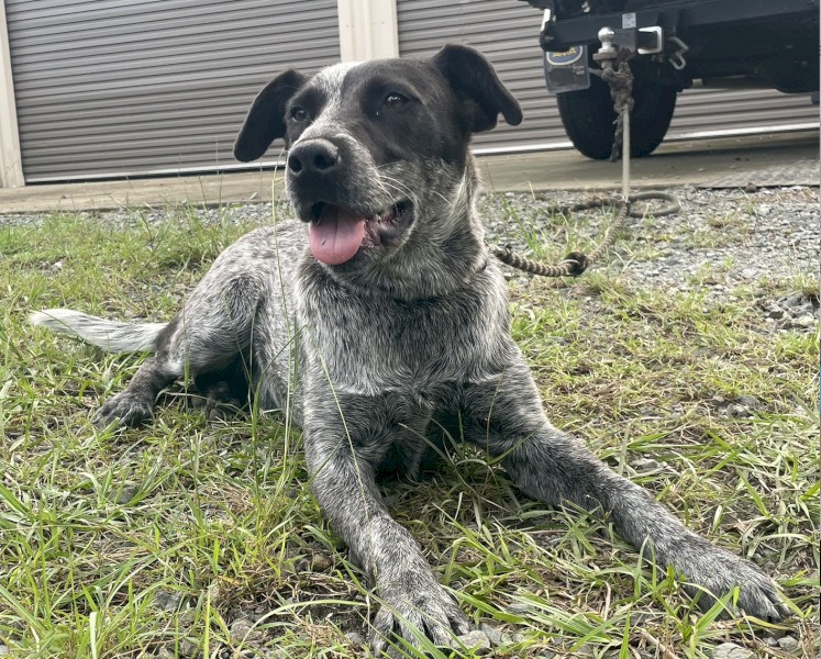 Female Australian Cattle Dog