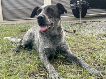 Female Australian Cattle Dog