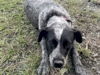 Female Australian Cattle Dog