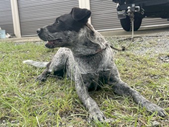 Female Australian Cattle Dog