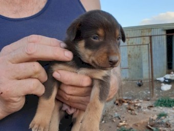 Kelpie Pups