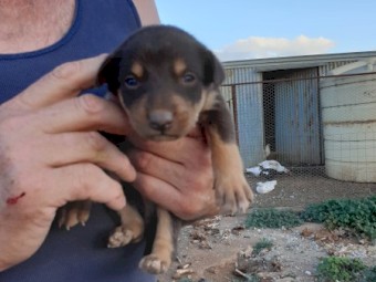 Kelpie Pups