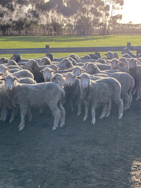 Merino Wethers