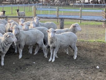 Merino Wethers