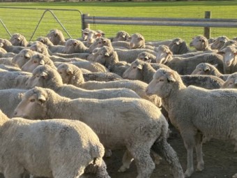 Merino Wethers
