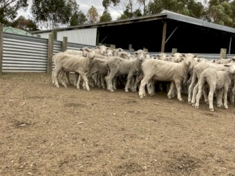 Store lambs for sale