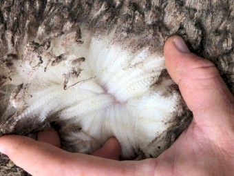 x 3 Merino Rams For Sale @ $350 per head or $855 for all 3 Rams mixed ages stud bred 4-7 years old