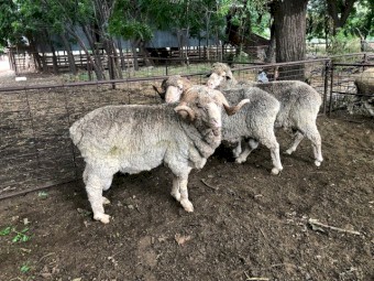 x 3 Merino Rams For Sale @ $350 per head or $855 for all 3 Rams mixed ages stud bred 4-7 years old