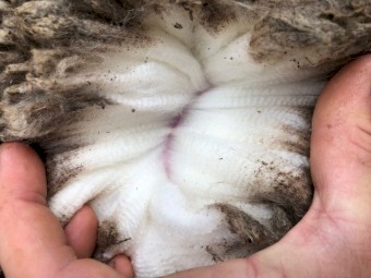 x 3 Merino Rams For Sale @ $350 per head or $855 for all 3 Rams mixed ages stud bred 4-7 years old