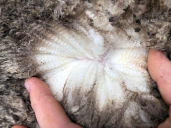 x 3 Merino Rams For Sale @ $350 per head or $855 for all 3 Rams mixed ages stud bred 4-7 years old