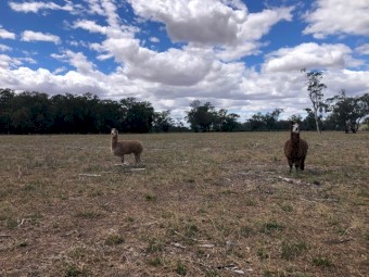 Alpacas For Sale