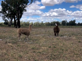 Alpacas For Sale