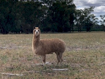 Alpacas For Sale
