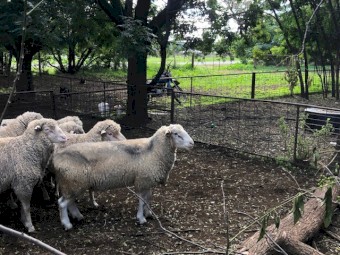 White Suffolk Rams For Sale