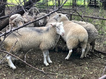 White Suffolk Rams For Sale