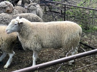 White Suffolk Rams For Sale