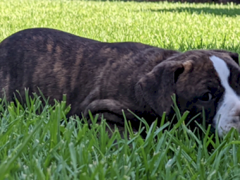 English Staffy Pure puppy.