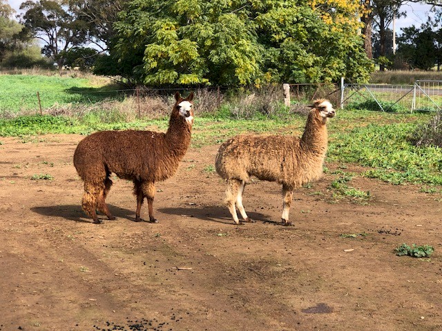 Alpacas For Sale