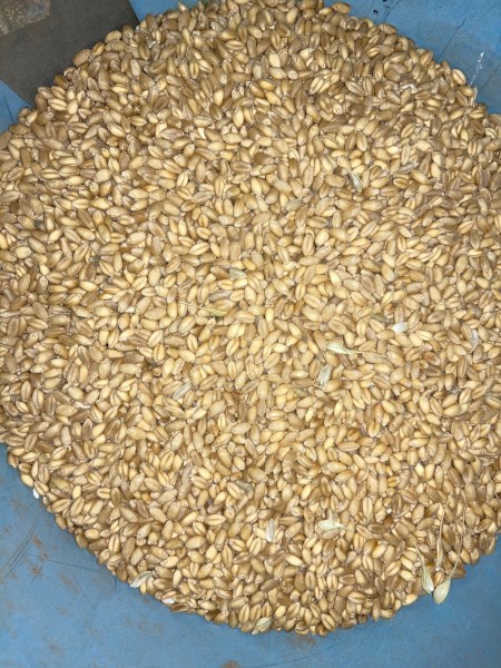 200mt APW Wheat