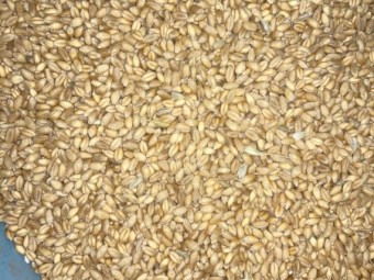 200mt APW Wheat