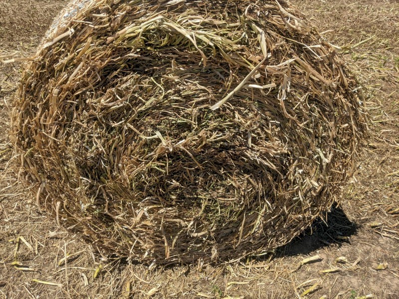 Shaftal Clover Hay - 4x4 Bales