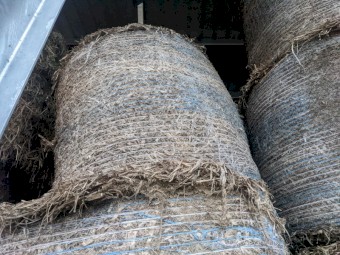 Shaftal Clover Hay - 4x4 Bales