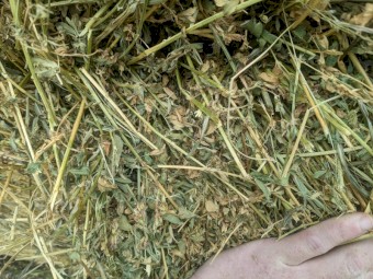 Lucerne Hay - 4x4 Bales