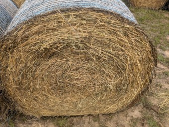 Lucerne Hay - 4x4 Bales