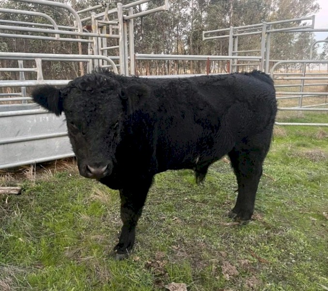 Belted Galloway x Angus Bull