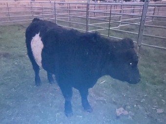 Belted Galloway x Angus Bull