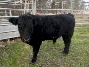 Belted Galloway x Angus Bull