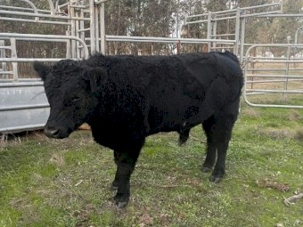 Belted Galloway x Angus Bull