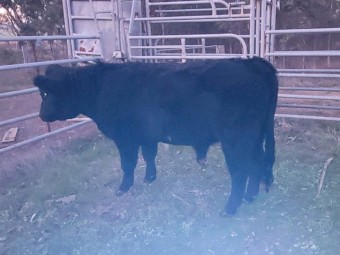Belted Galloway x Angus Bull