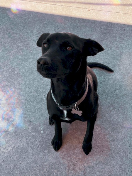2 year old Kelpie x Lab looking for home