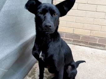2 year old Kelpie x Lab looking for home