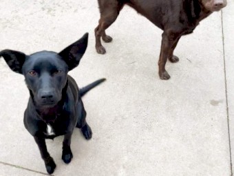 2 year old Kelpie x Lab looking for home