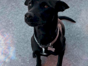 2 year old Kelpie x Lab looking for home