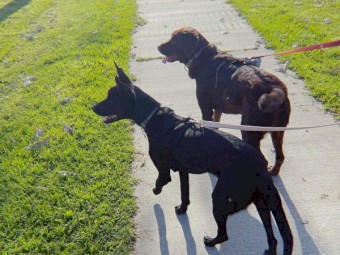 2 year old Kelpie x Lab looking for home