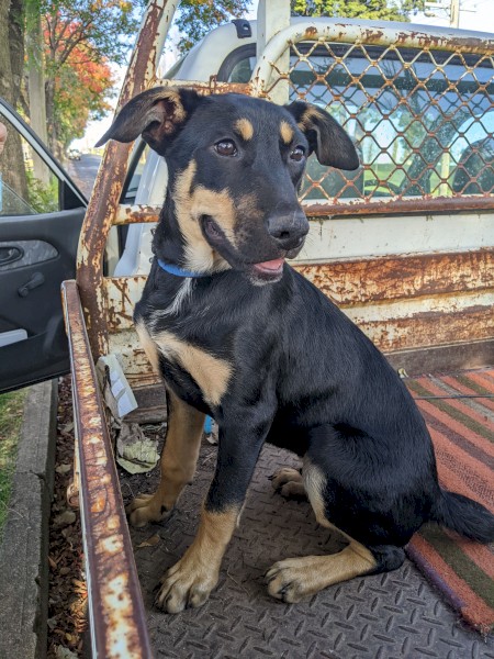 Kelpie Pups For Sale