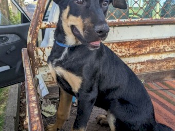 Kelpie Pups For Sale