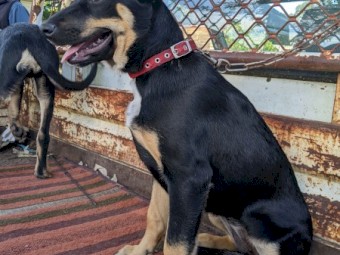 Kelpie Pups For Sale