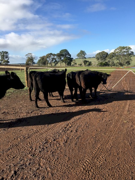 5 x 3 year old Angus cows PTIC