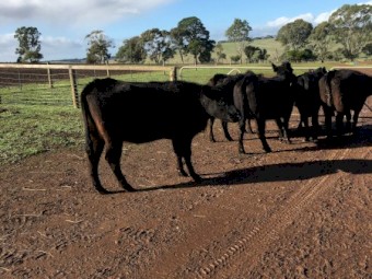5 x 3 year old Angus cows PTIC