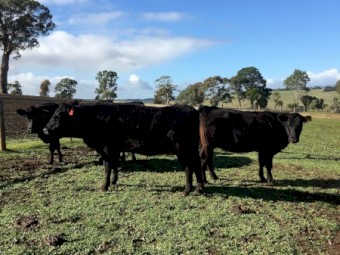 5 x 3 year old Angus cows PTIC