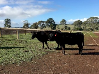 5 x 3 year old Angus cows PTIC
