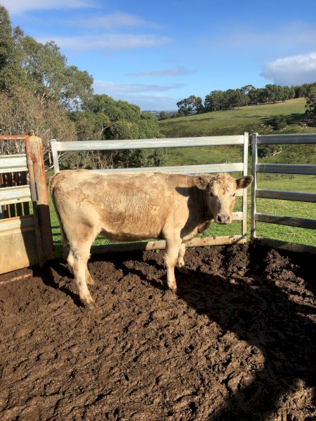 One Angus Charolais heifer PTIC